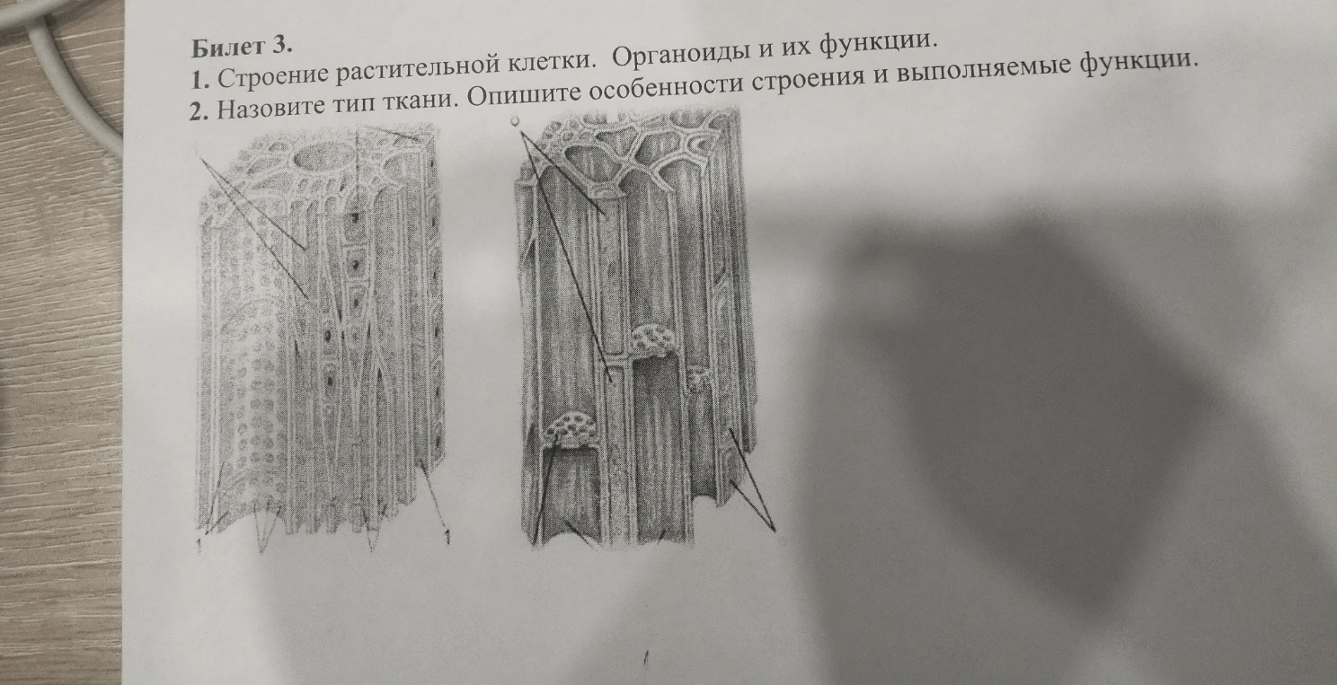 Билет 3. 1. Строение растительной клетки. Органоиды и их функции. 2. Назовите тип ткани. Опишите особенности строения и выполняемые функции.