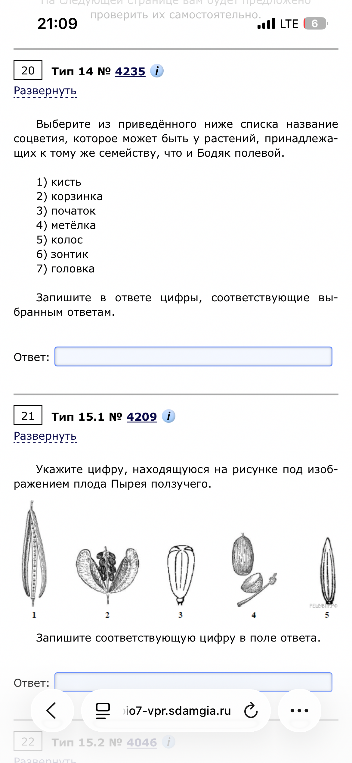 Выберите из приведённого ниже списка название соцветия, которое может быть у растений, принадлежащих к тому же семейству, что и Бодяк полевой.