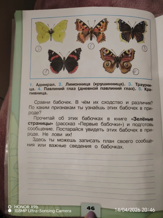 Сравни бабочек. В чём их сходство и различия? По каким признакам ты узнаёшь этих бабочек в природе?