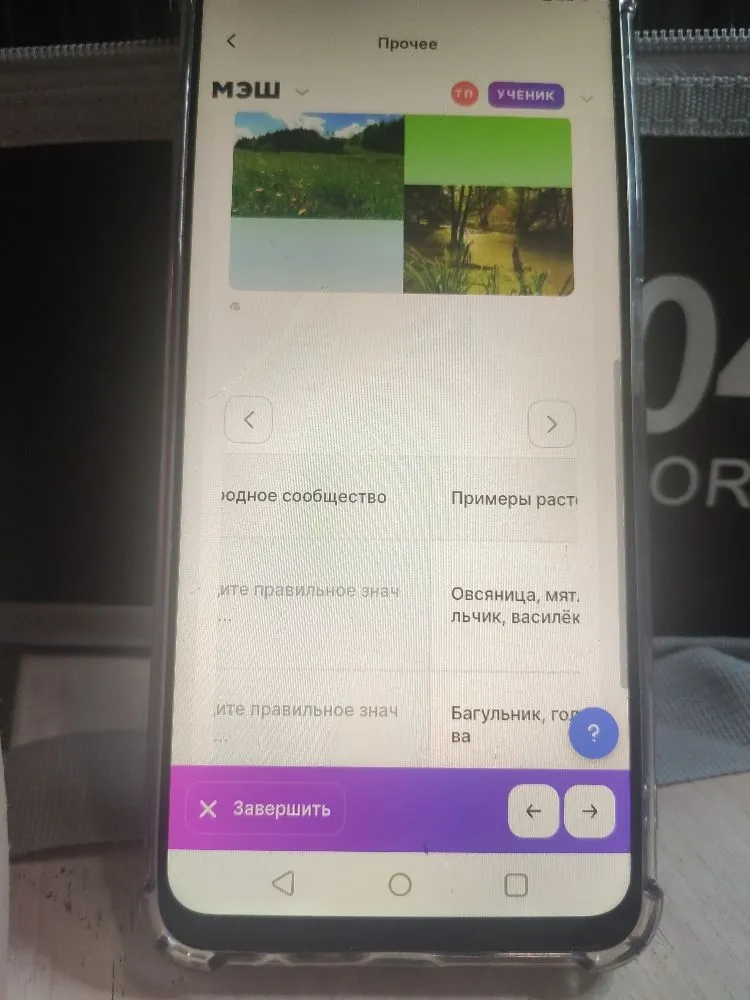 Соотнесите правильное значение: Овсяница, мятлик, василёк. Багульник, голубика, клюква.