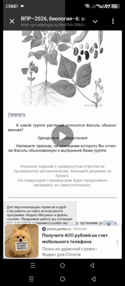 К какой группе растений относится Фасоль обыкновенная?