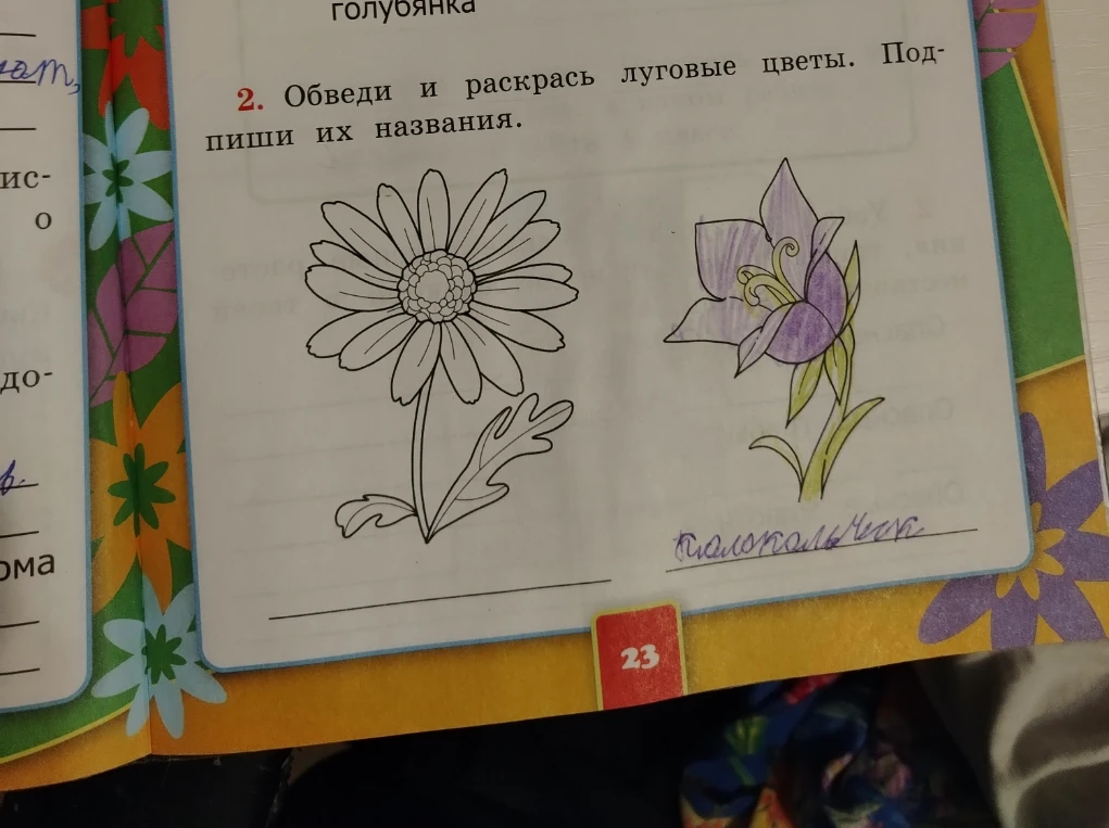 Обведи и раскрась луговые цветы. Подпиши их названия.
