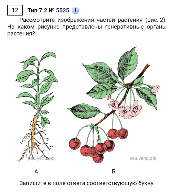 Рассмотрите изображения частей растения (рис. 2). На каком рисунке представлены генеративные органы растения?
