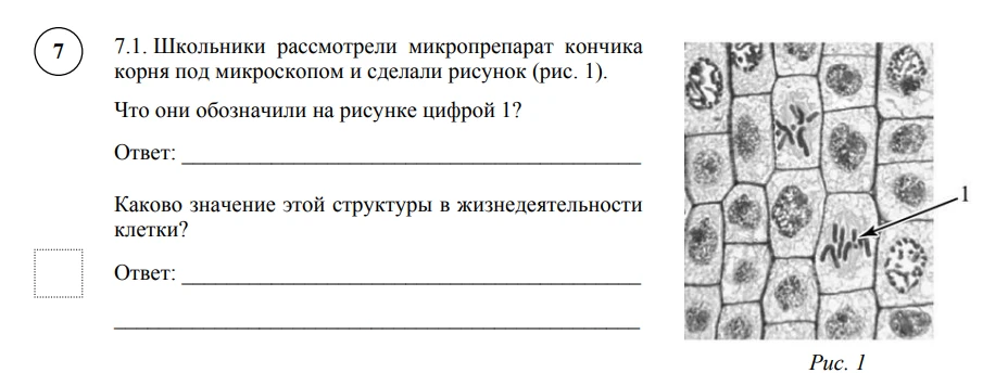7.1. Школьники рассмотрели микропрепарат кончика корня под микроскопом и сделали рисунок (рис. 1). Что они обозначили на рисунке цифрой 1?