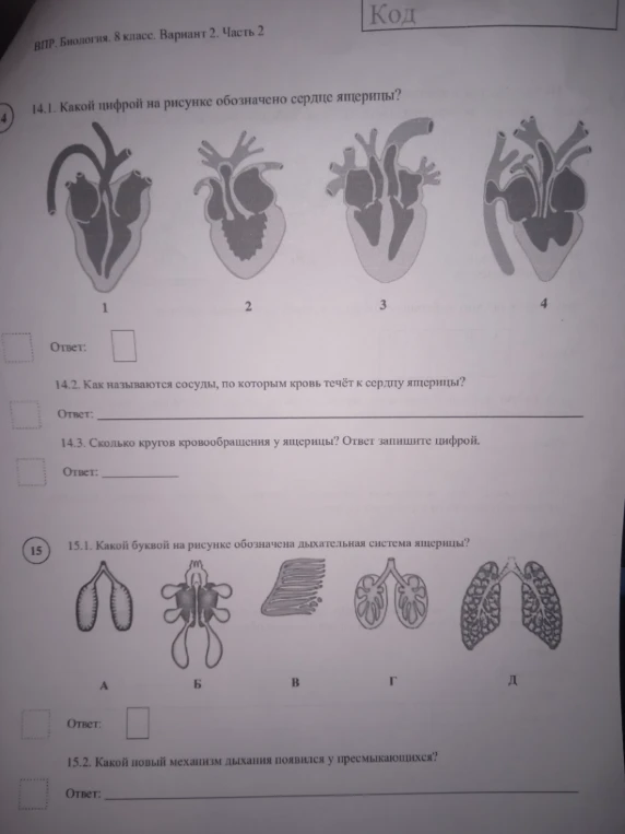 14.1. Какой цифрой на рисунке обозначено сердце ящерицы?