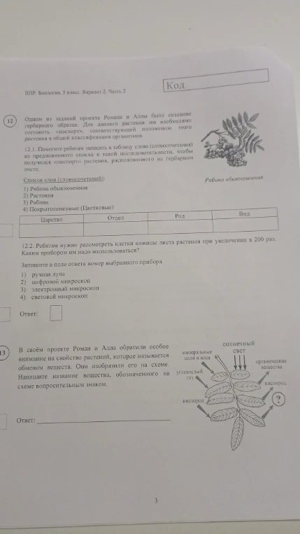 Одним из заданий проекта Романа и Аллы было создание гербарного образца. Для данного растения им необходимо составить «паспорт», соответствующий положению этого растения в общей классификации организмов.