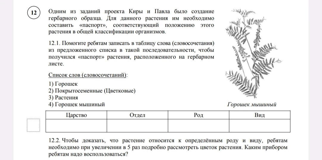 Одним из заданий проекта Киры и Павла было создание гербарного образца. Для данного растения им необходимо составить «паспорт», соответствующий положению этого растения в общей классификации организмов.
