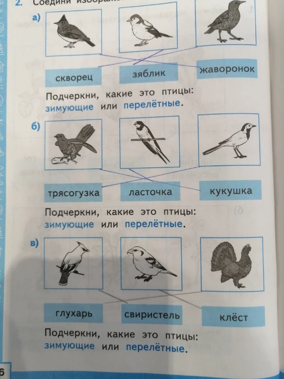 Соедини изображения. Подчеркни, какие это птицы: зимующие или перелётные.