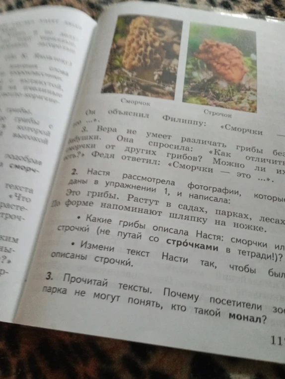 Какие грибы описала Настя: сморчки или строчки (не путай со строчками в тетради)?
