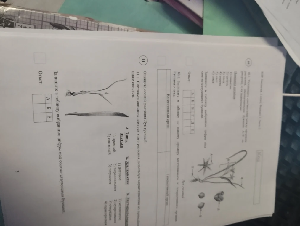 Установите соответствие между органами растения, обозначенными буквами А-Е на рисунке, и их названиями
