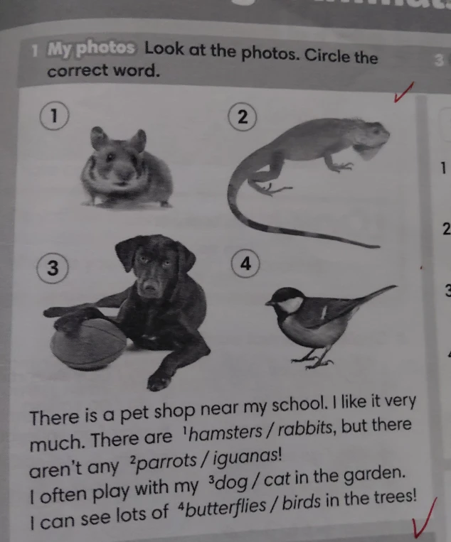 1 My photos Look at the photos. Circle the correct word.