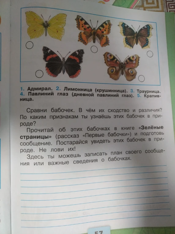 Сравни бабочек. В чём их сходство и различия? По каким признакам ты узнаёшь этих бабочек в природе?