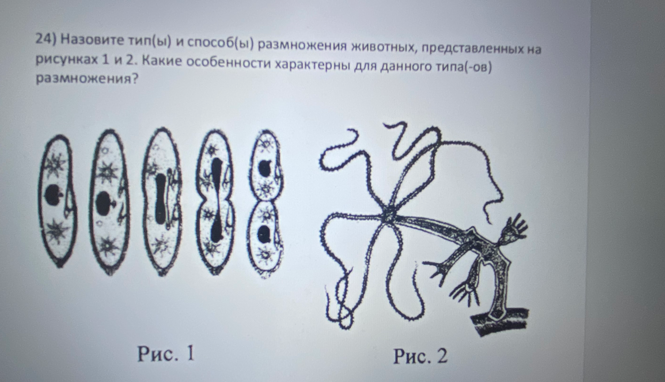 24) Назовите тип(ы) и способ(ы) размножения животных, представленных на рисунках 1 и 2. Какие особенности характерны для данного типа(-ов) размножения?