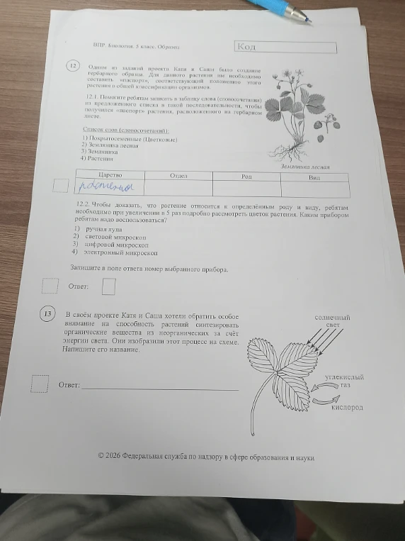 Одним из заданий проекта Кати и Саши было создание гербарного образца. Для данного растения им необходимо составить «паспорт», соответствующий положению этого растения в общей классификации организмов.