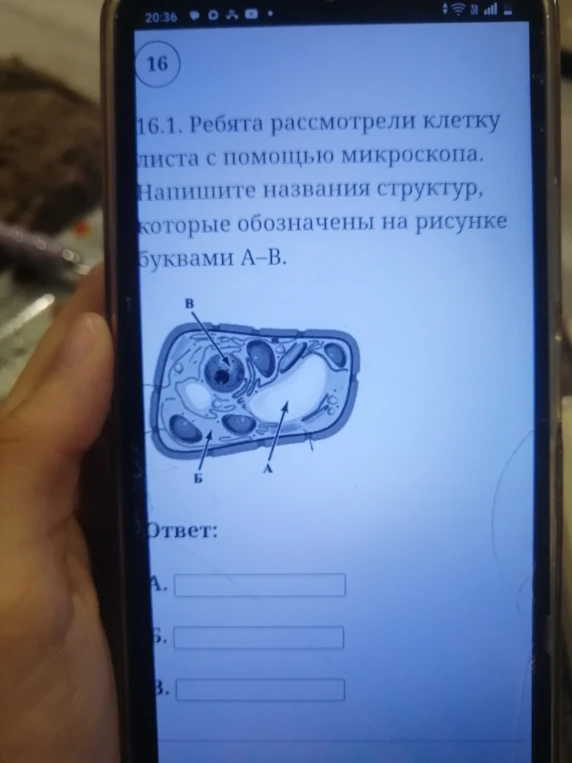 16.1. Ребята рассмотрели клетку листа с помощью микроскопа. Напишите названия структур, которые обозначены на рисунке буквами А-В.