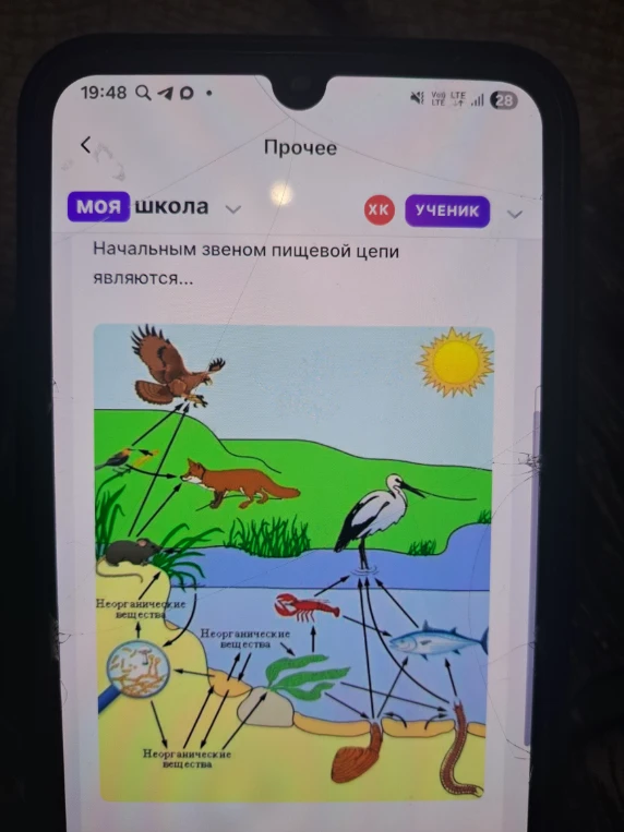 Начальным звеном пищевой цепи являются...