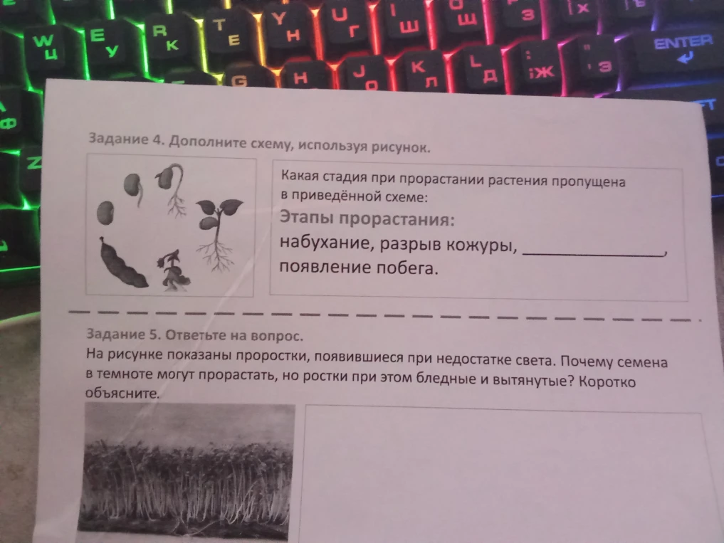 Задание 4. Дополните схему, используя рисунок. Какая стадия при прорастании растения пропущена в приведённой схеме: Этапы прорастания: набухание, разрыв кожуры, __________, появление побега.