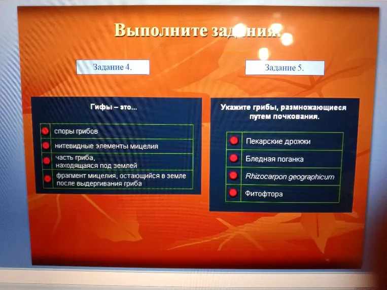 Гифы – это...