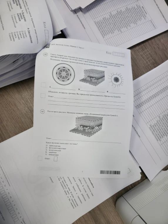 Галя и Андрей для описания внутреннего строения Одуванчика лекарственного приготовили препараты из разных частей растения и зарисовали их, но не успели подписать рисунки.