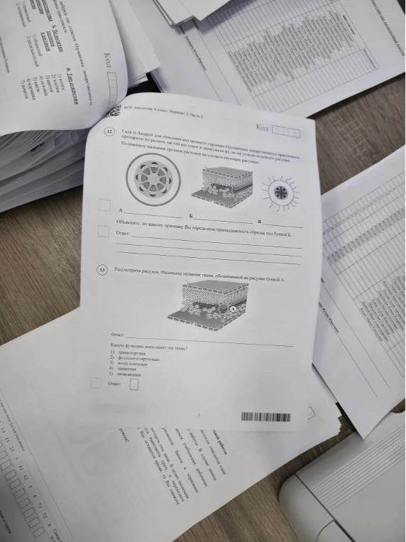 Галя и Андрей для описания внутреннего строения Одуванчика лекарственного приготовили препараты из разных частей растения и зарисовали их, но не успели подписать рисунки.