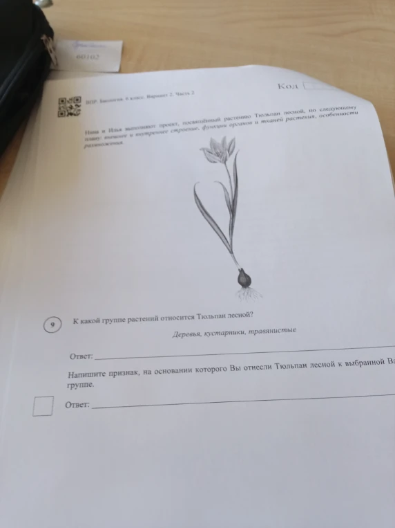 К какой группе растений относится Тюльпан лесной?