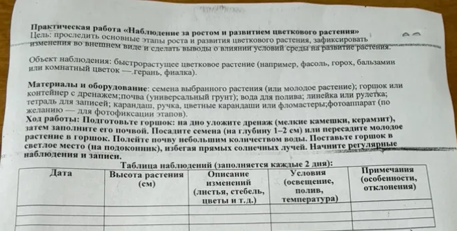Практическая работа «Наблюдение за ростом и развитием цветкового растения»