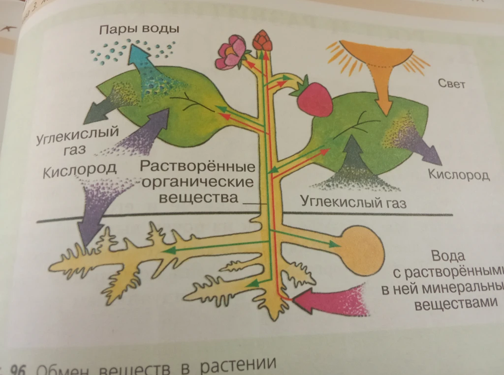 Составить рассказ по схеме обмена веществ в растении.