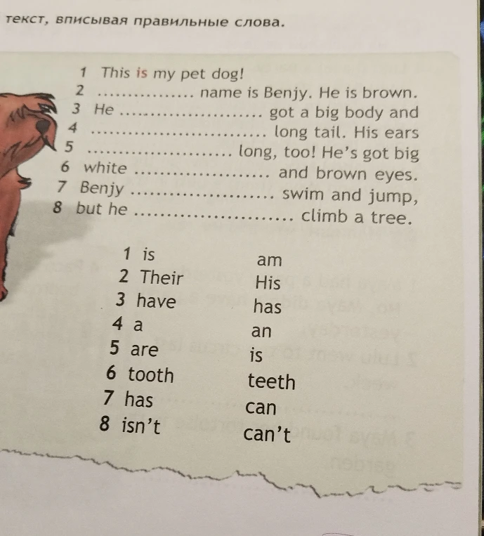 This is my pet dog! name is Benjy. He is brown. He got a big body and long tail. His ears long, too! He's got big white and brown eyes. Benjy swim and jump, but he climb a tree.