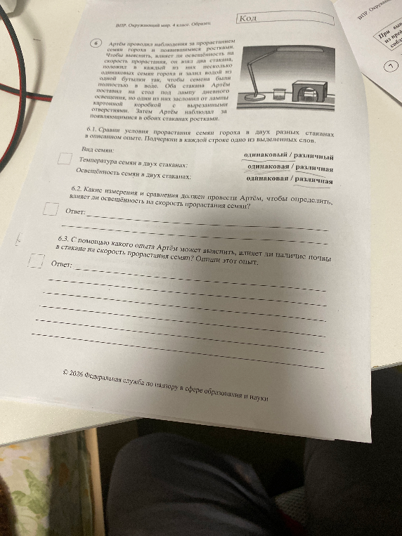 Артём проводил наблюдения за прорастанием семян гороха и появившимися ростками. Чтобы выяснить, влияет ли освещённость на скорость прорастания, он взял два стакана...