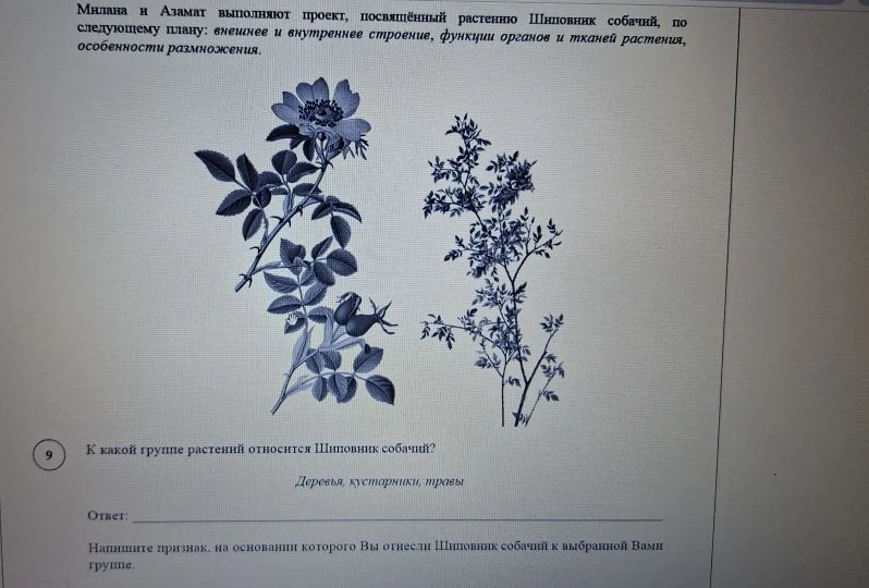 К какой группе растений относится Шиповник собачий?