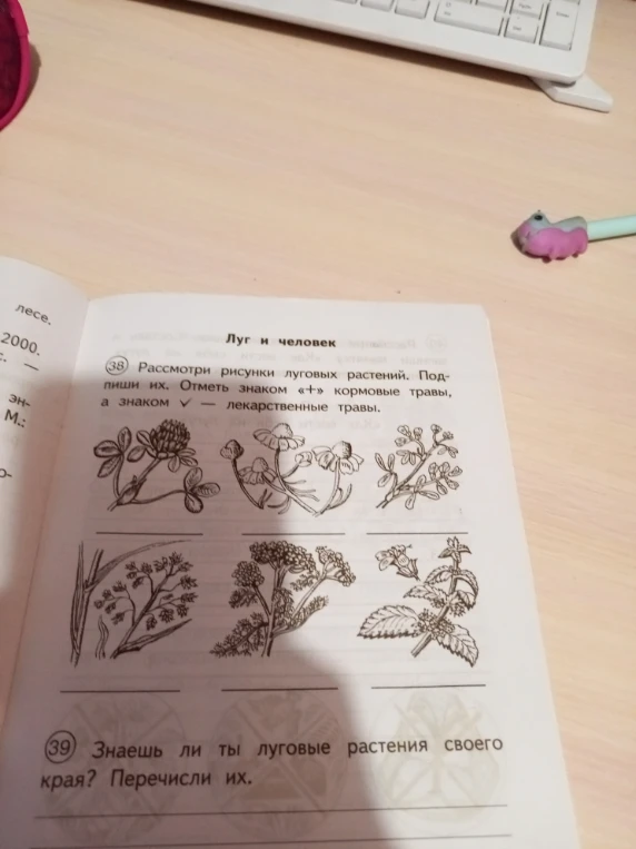 Рассмотри рисунки луговых растений. Подпиши их. Отметь знаком «+» кормовые травы, а знаком v — лекарственные травы.