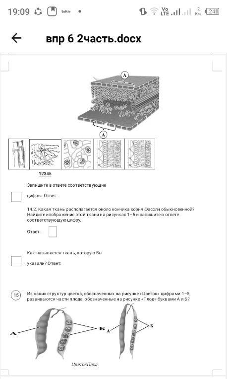 14.2. Какая ткань располагается около кончика корня Фасоли обыкновенной? Найдите изображение этой ткани на рисунках 1–5 и запишите в ответе соответствующую цифру. Как называется ткань, которую Вы указали?
