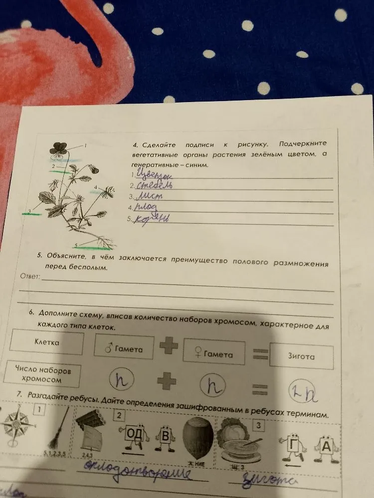 Объясните, в чём заключается преимущество полового размножения перед бесполым.