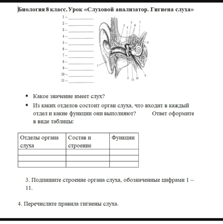 Биология 8 класс. Урок «Слуховой анализатор. Гигиена слуха»