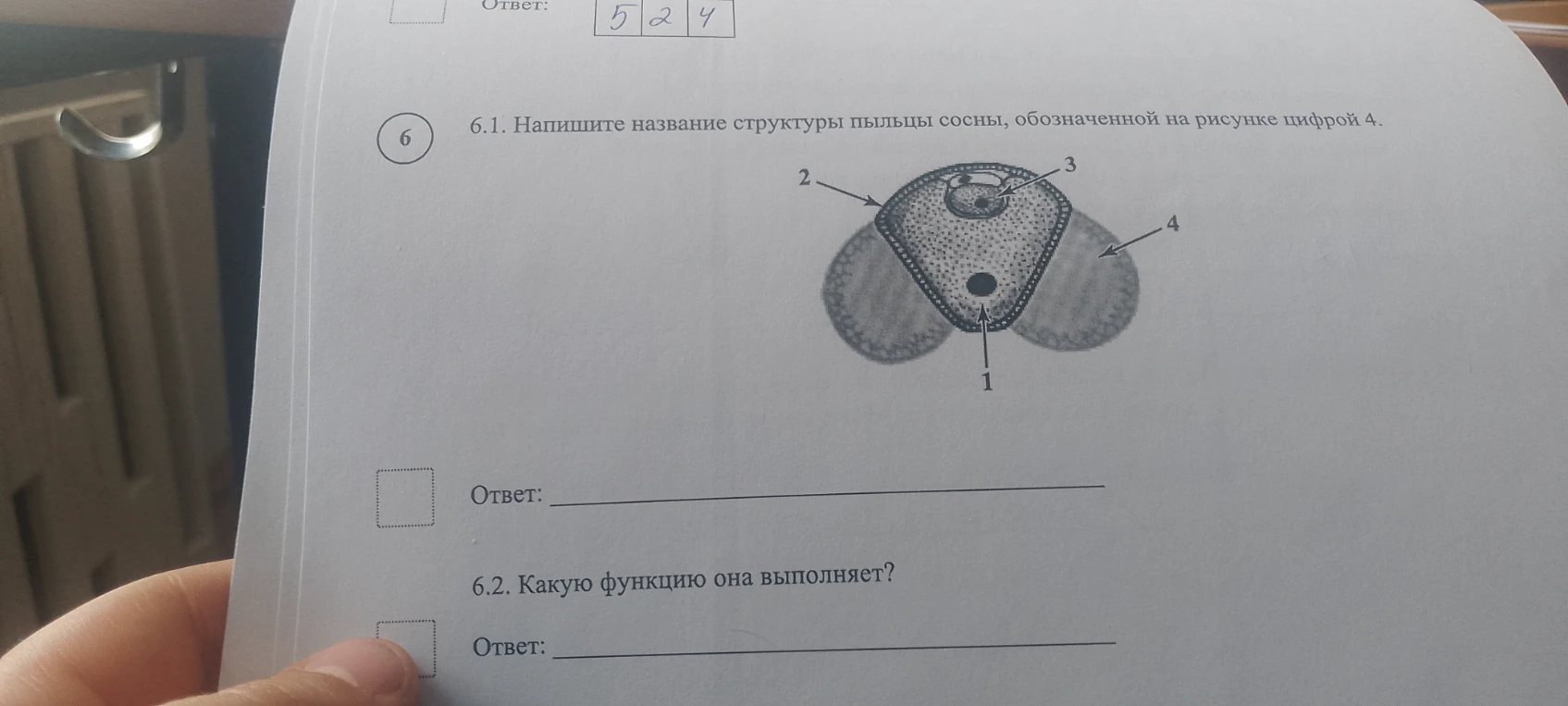 6.1. Напишите название структуры пыльцы сосны, обозначенной на рисунке цифрой 4.