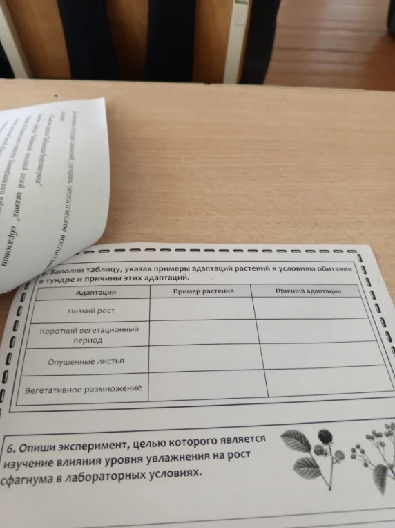 Заполни таблицу, указав примеры адаптаций растений к условиям обитания в тундре и причины этих адаптаций.