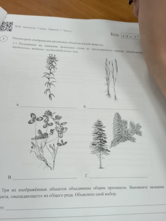 Рассмотрите изображения различных объектов живой природы. 1.1. Подпишите их названия, используя слова из предложенного списка: однодольные, двудольные, хвойные, листостебельные мхи.