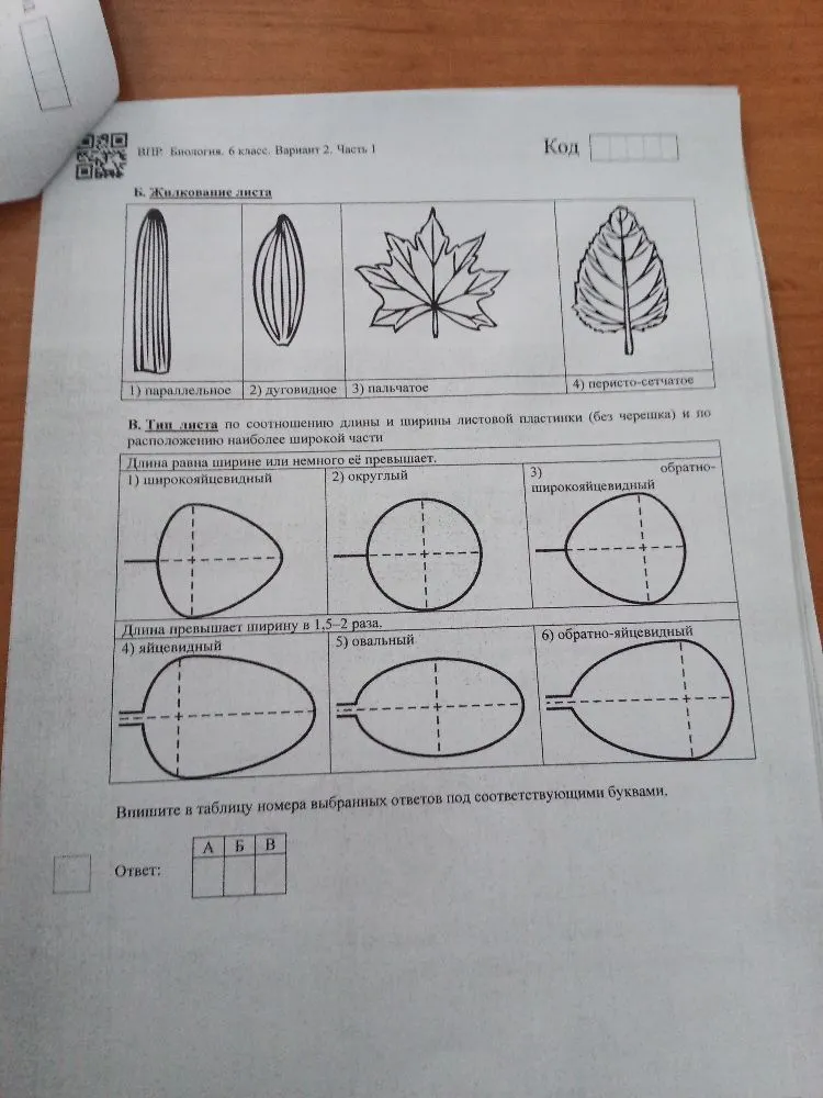 Б. Жилкование листа