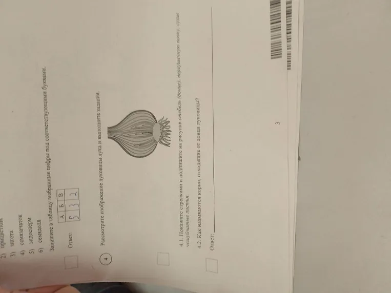 Рассмотрите изображение луковицы лука и выполните задания.