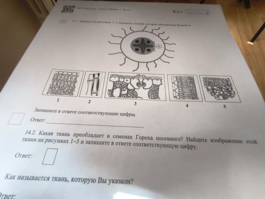 14.1. Найдите на рисунках 1–5 элементы тканей, которые обозначены буквой А. 14.2. Какая ткань преобладает в семенах Гороха посевного?