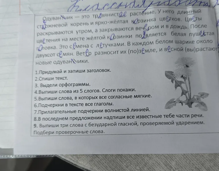 Одуванчик — это травянистое растение. У него длинный стержневой корень и ярко-жёлтая корзинка цветков.