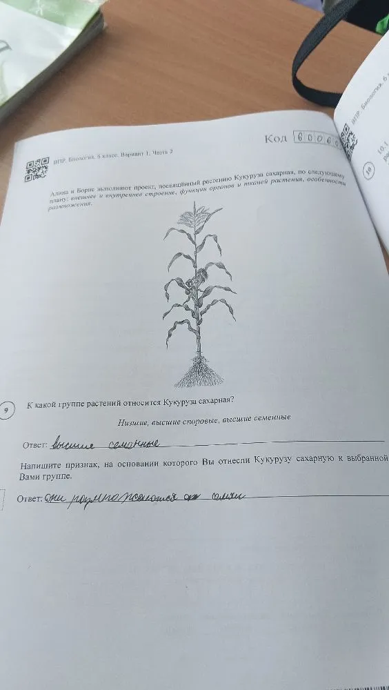 К какой группе растений относится Кукуруза сахарная?
