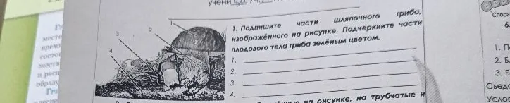 1. Подпишите части шляпочного гриба, изображённого на рисунке. Подчеркните части плодового тела гриба зелёным цветом.