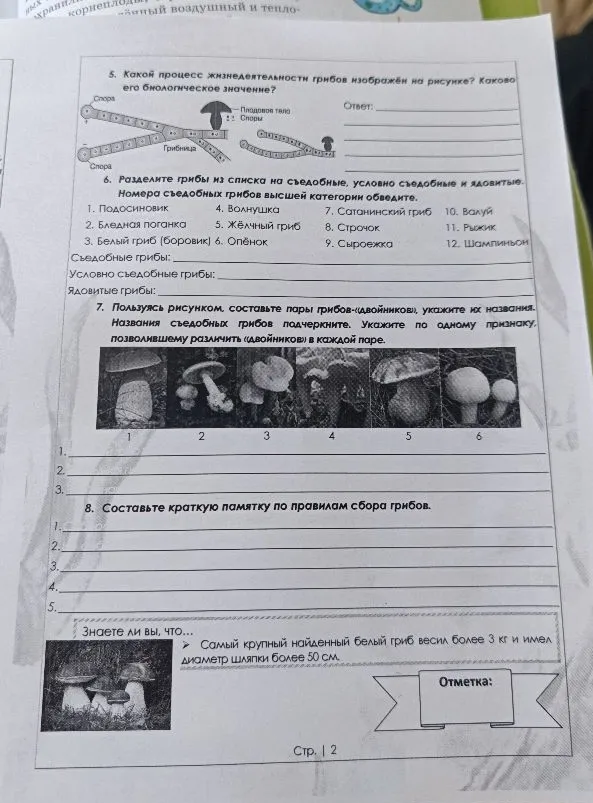 5. Какой процесс жизнедеятельности грибов изображён на рисунке? Каково его биологическое значение?