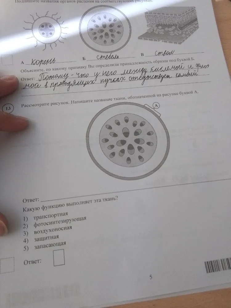 Рассмотрите рисунок. Напишите название ткани, обозначенной на рисунке буквой А.