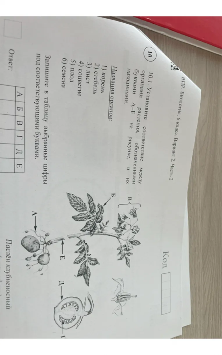 10.1. Установите соответствие между органами растения, обозначенными буквами А-Е на рисунке, и их названиями.