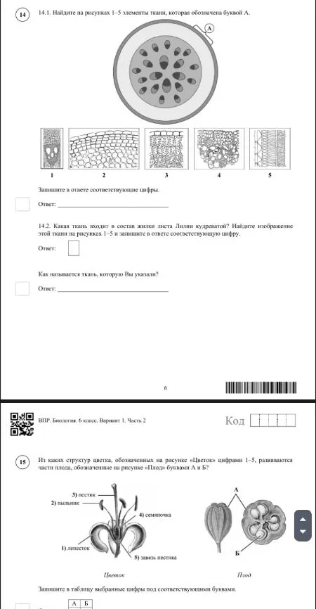 14.1. Найдите на рисунках 1-5 элементы ткани, которая обозначена буквой А.