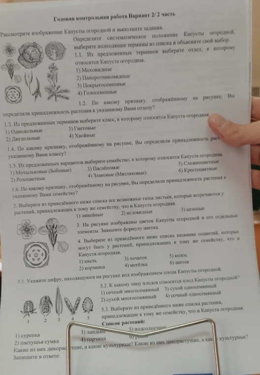 Определите систематическое положение Капусты огородной, выберите подходящие термины из списка и объясните свой выбор.