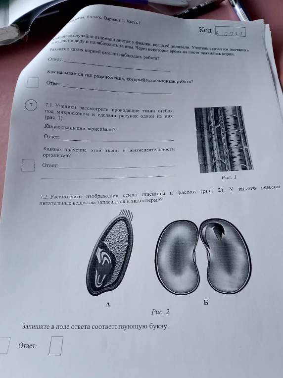 Учащиеся случайно отломали листок у фиалки, когда её поливали. Учитель сказал им поставить этот лист в воду и понаблюдать за ним. Через некоторое время на листе появились корни.