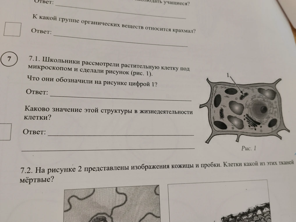 7.1. Школьники рассмотрели растительную клетку под микроскопом и сделали рисунок (рис. 1). Что они обозначили на рисунке цифрой 1?